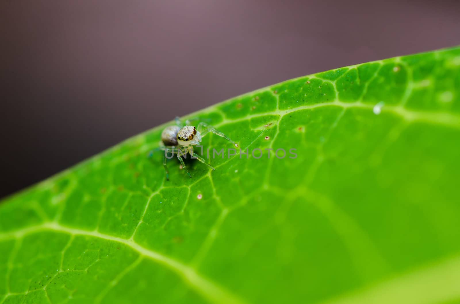 jumping spider in green nature or in the garden