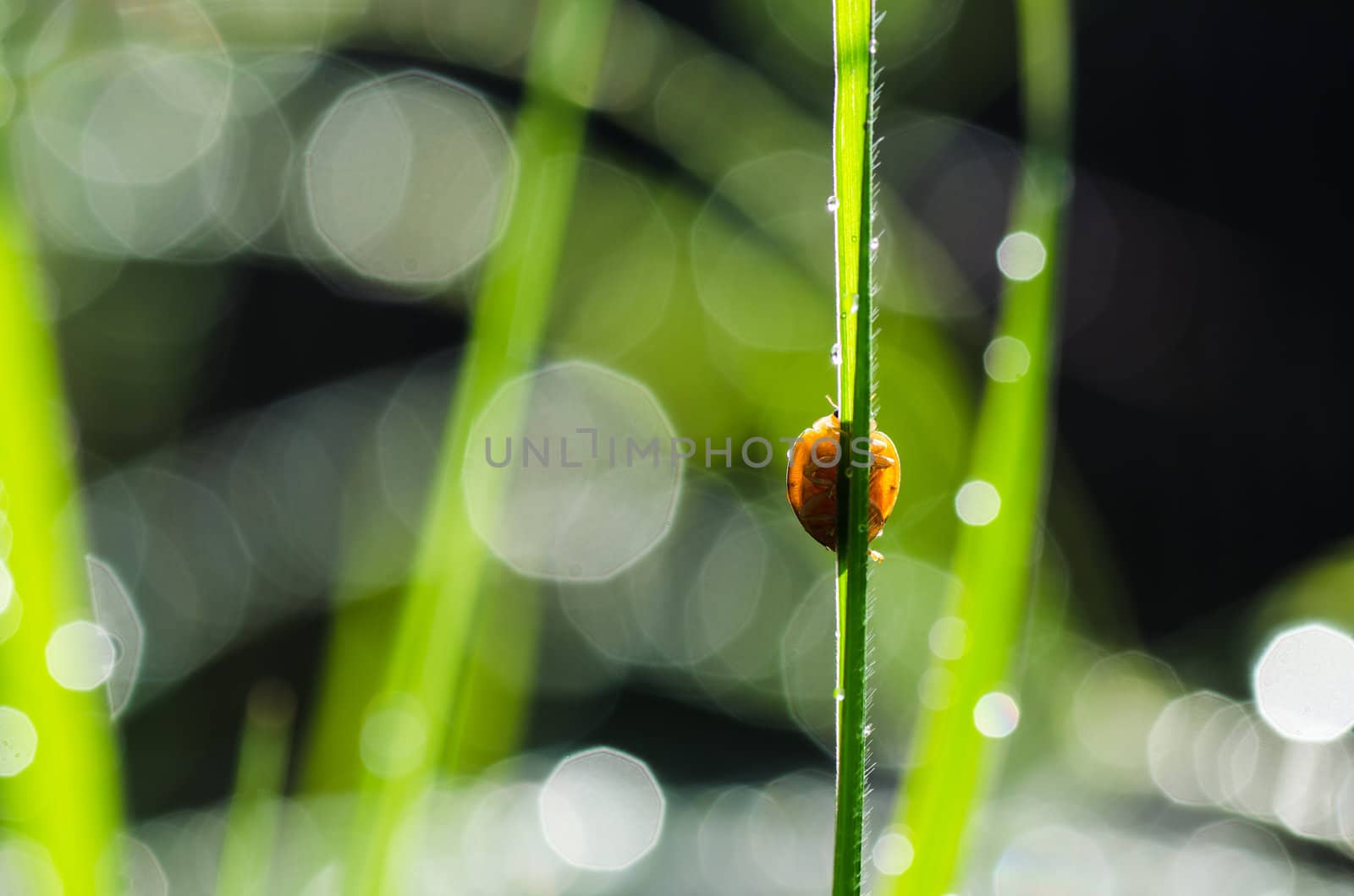 ladybug and sunlight bokeh in green nature by sweetcrisis