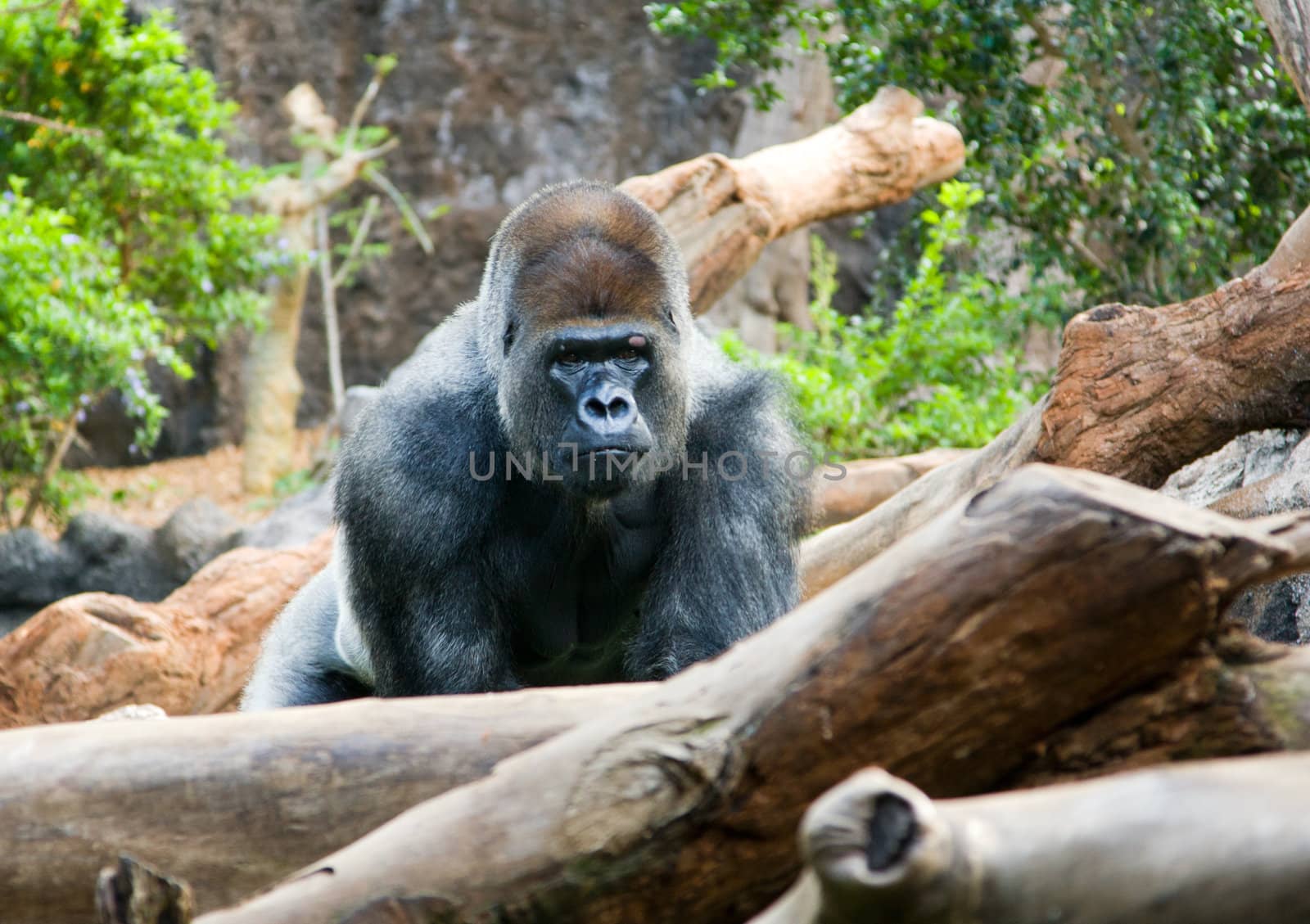 big black monkey by desant7474