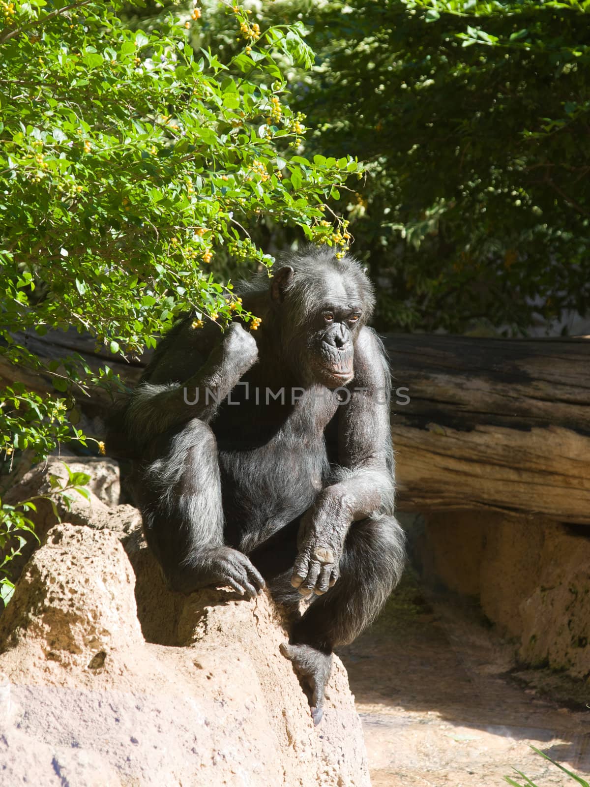 big black monkey by desant7474