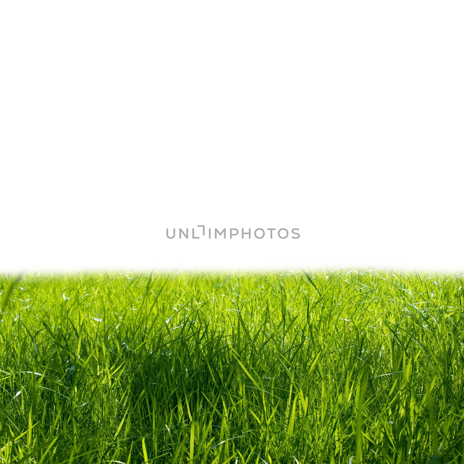Juicy young green grass isolated on a white background by sergey150770SV