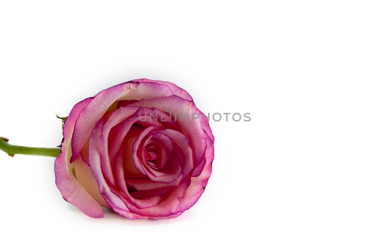 pink rose on isolated white background