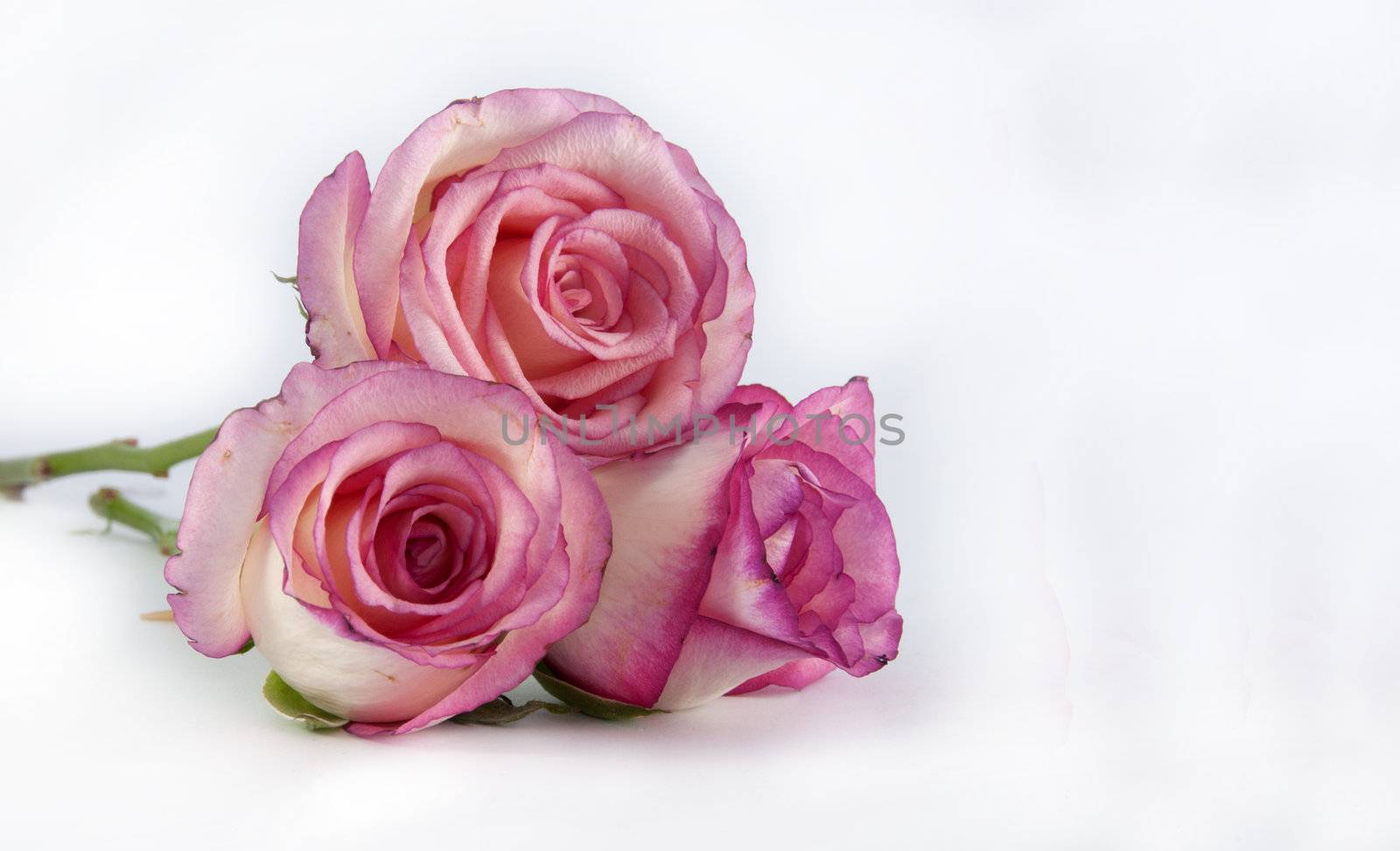 three pin k roses on isolated background