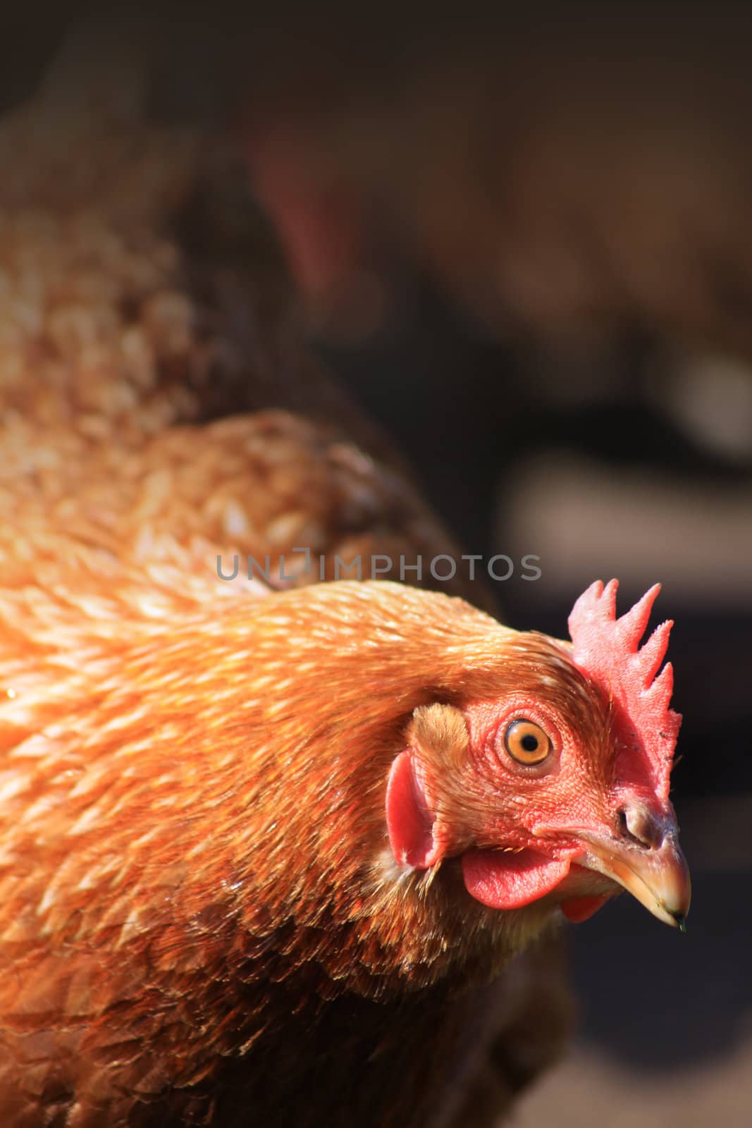 A head and shoulders view of a free range brown hen, set on a portrait format with room for copy above.