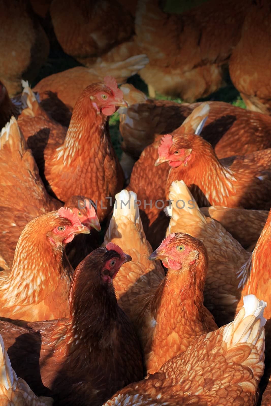 A group of free-range brown hens gathered together, located in a city farm environment. Set on a portrait format.