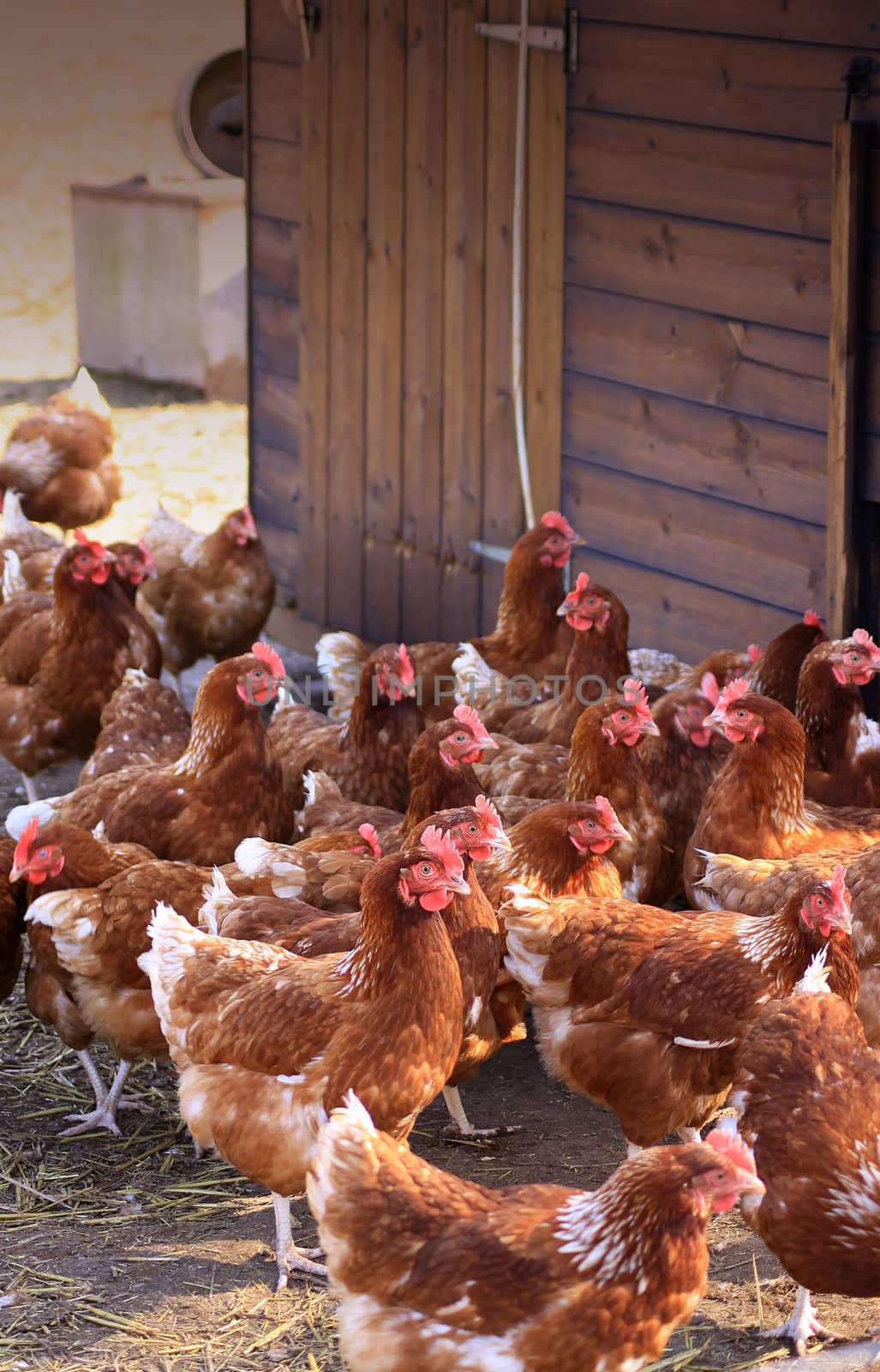 A group of free-range brown hens gathered next to a wooden shed or coup, located in a city farm environment. Set on a portrait format.