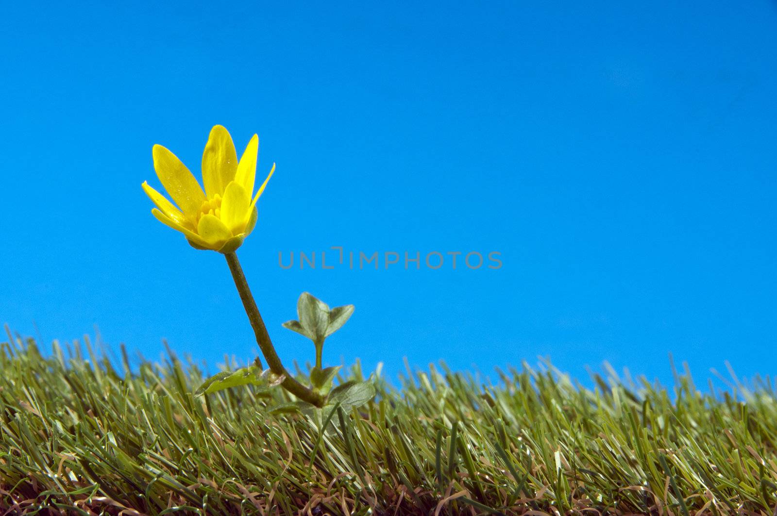yellow flower on green grass   by compuinfoto