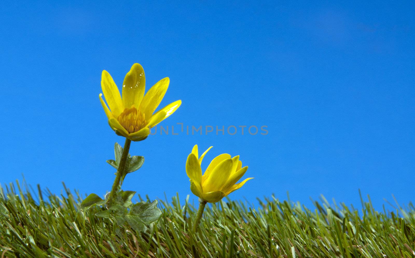 yellow flower on green grass and blue sky