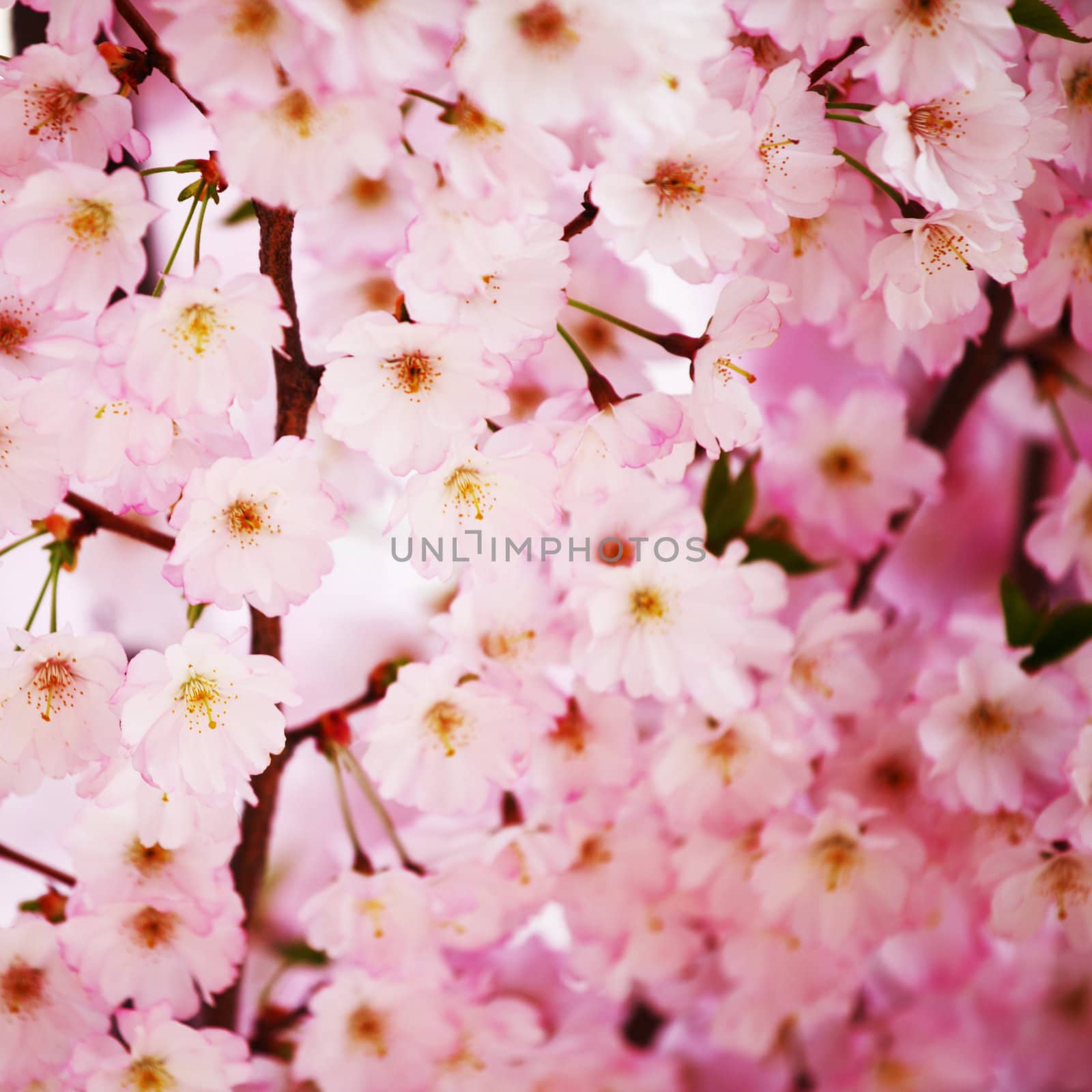 pink sacura macro close up
