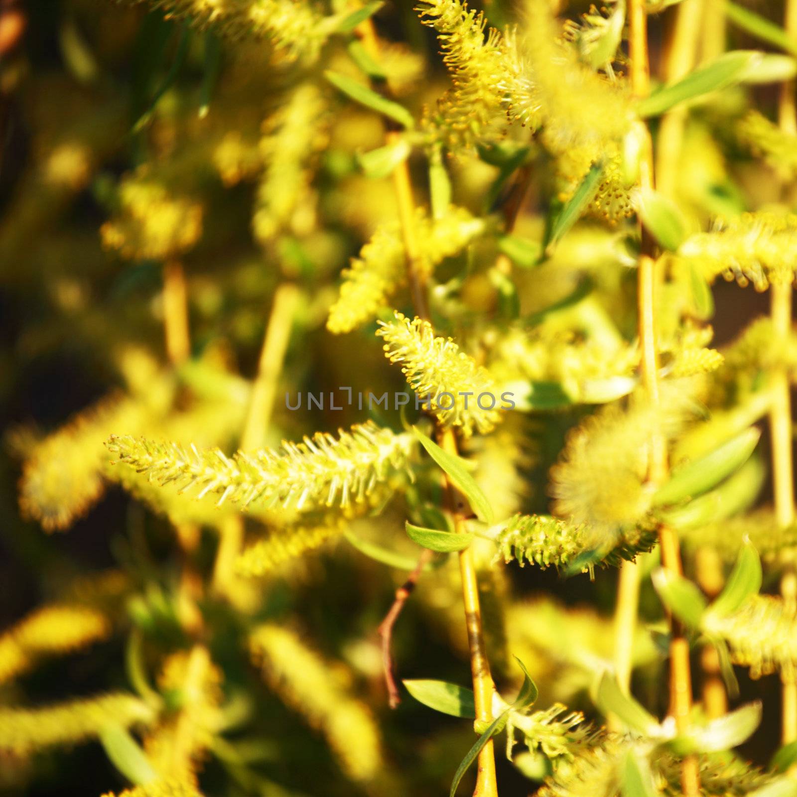 yellow flower macro close up