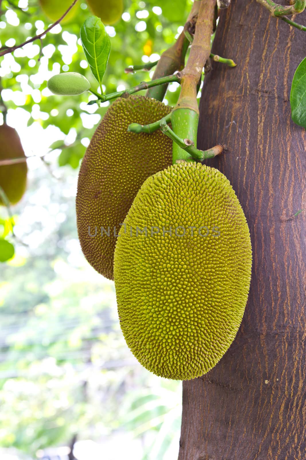 jackfruits by tungphoto