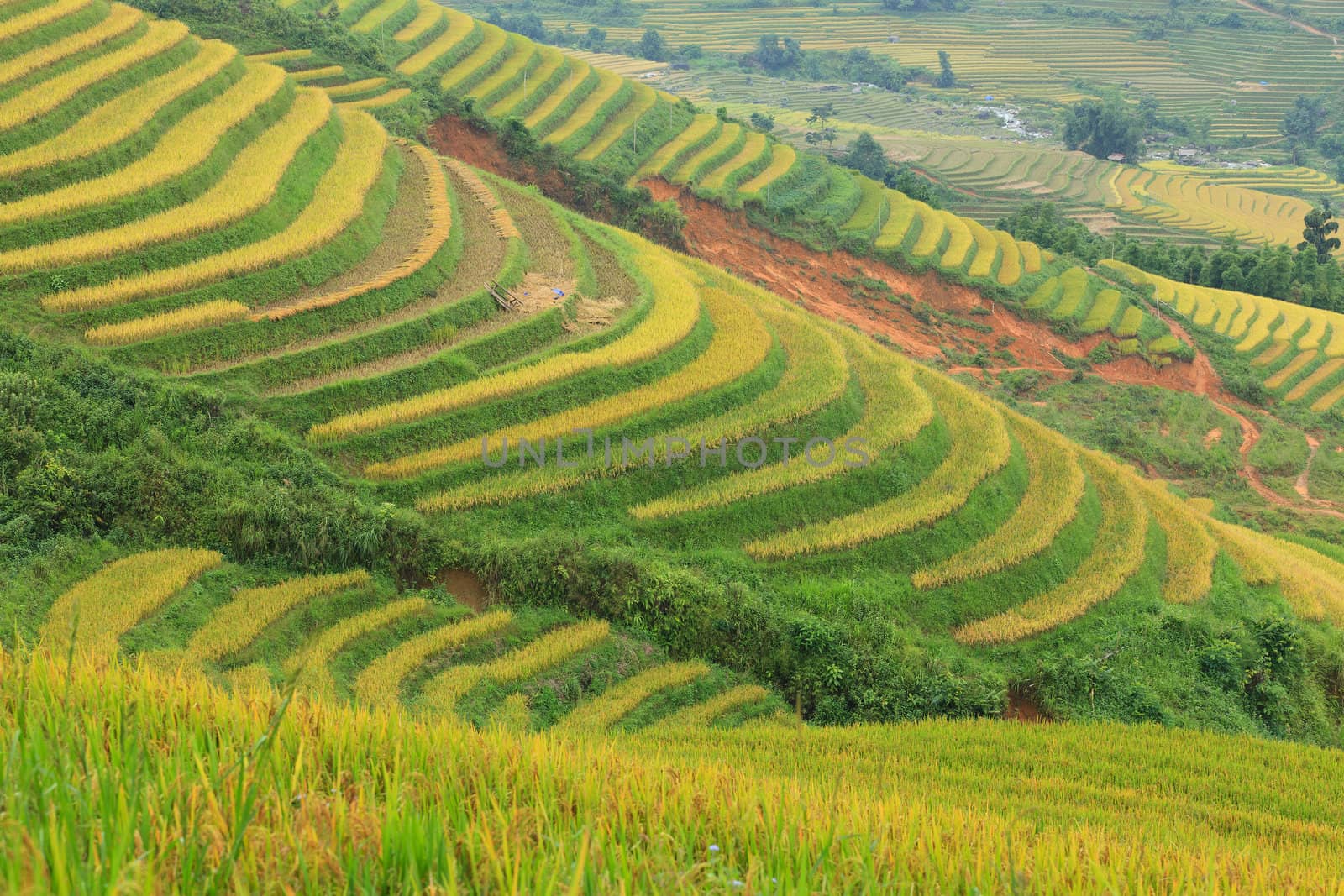 Rice terraces in the mountains in Sapa, Vietnam