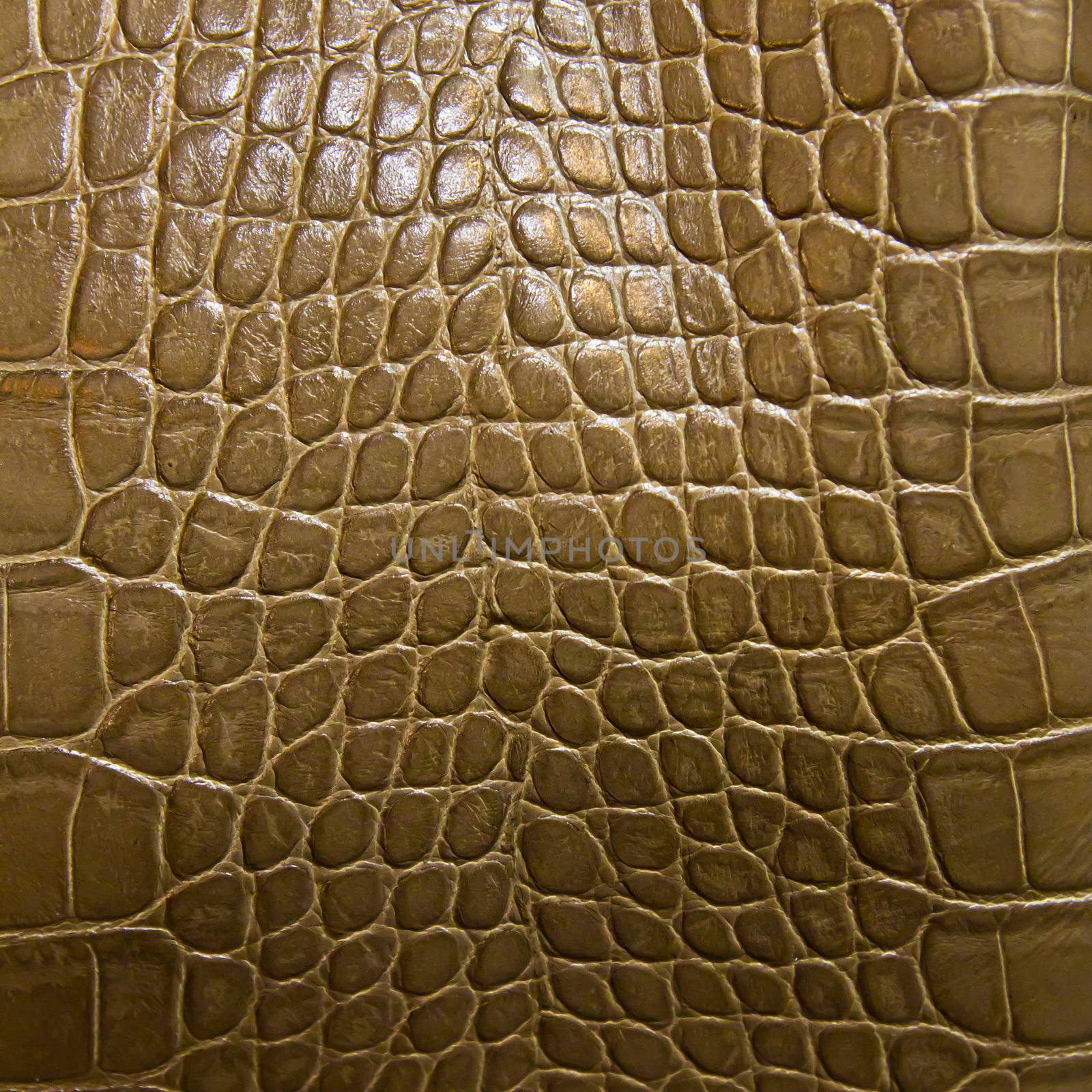 crocodile skin texture by tungphoto