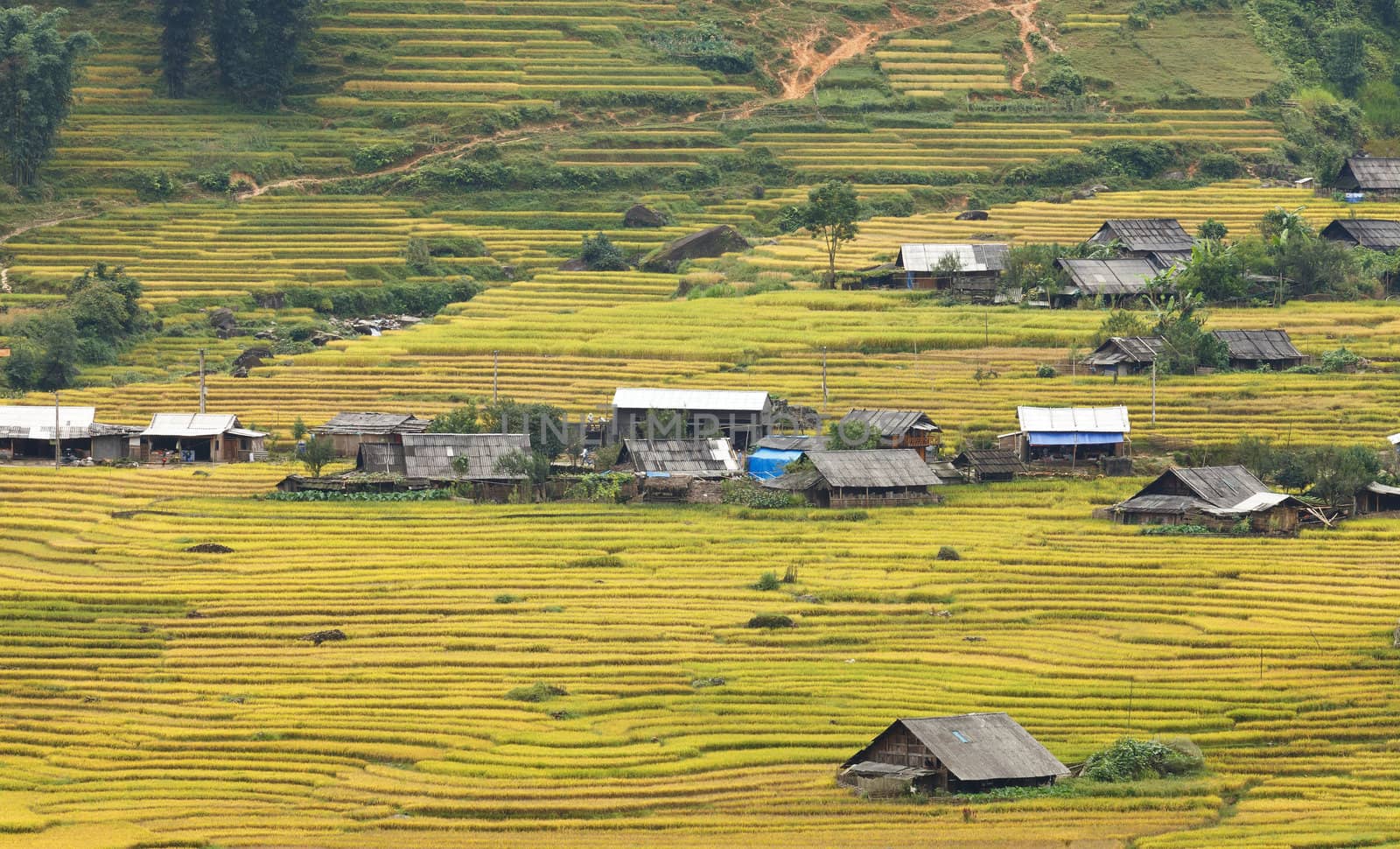 Rice terraces in the mountains in Sapa, Vietnam