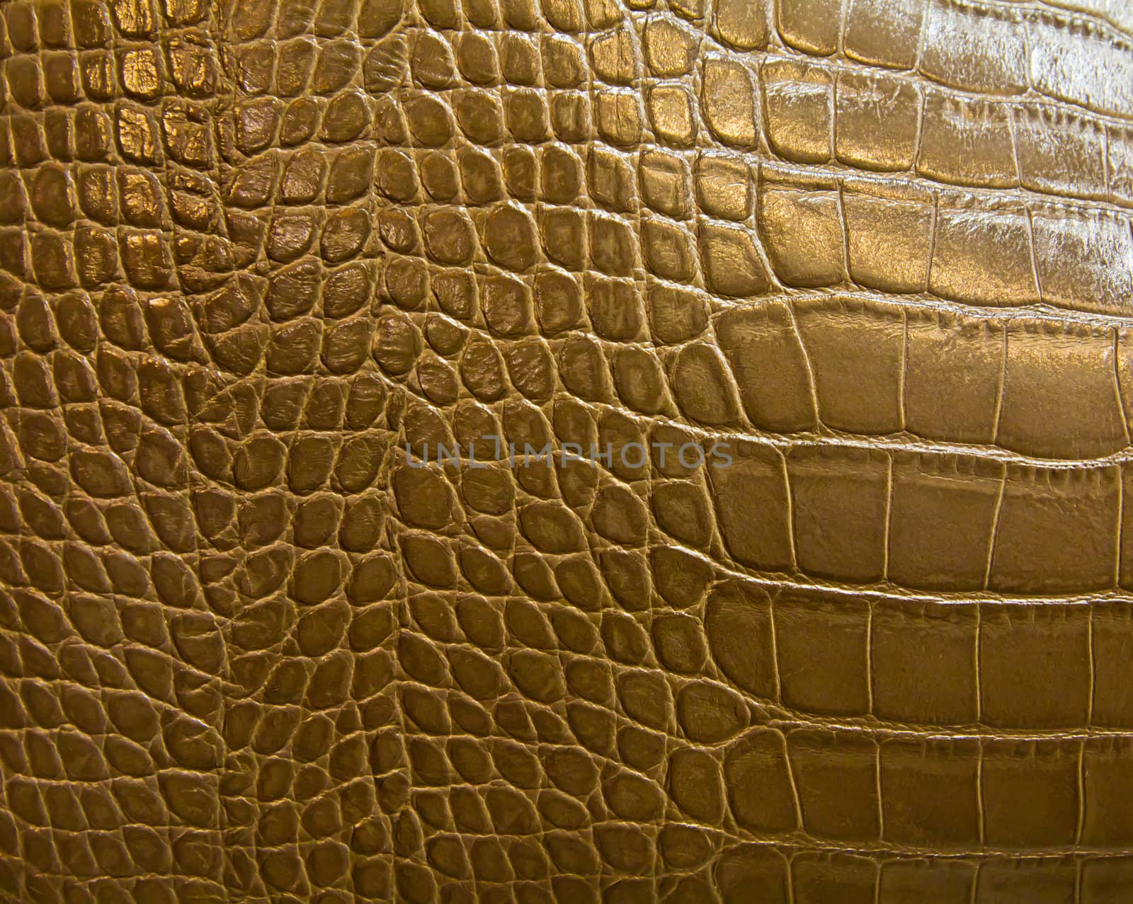 crocodile skin texture by tungphoto
