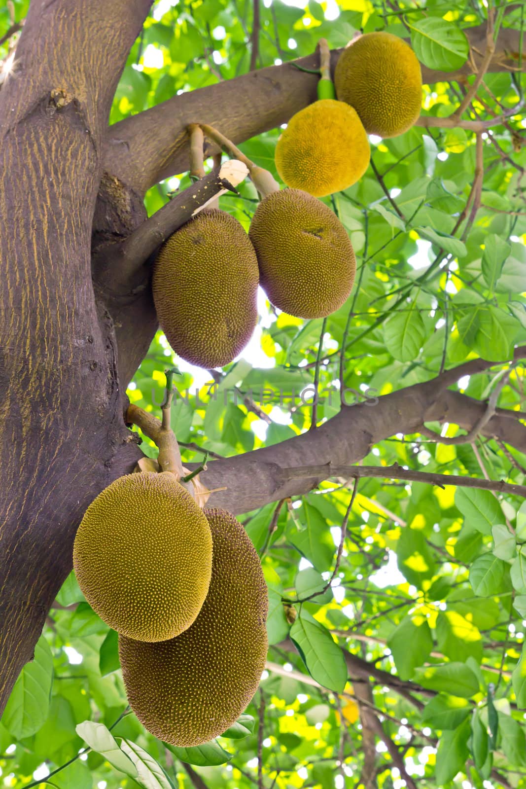 jackfruits by tungphoto