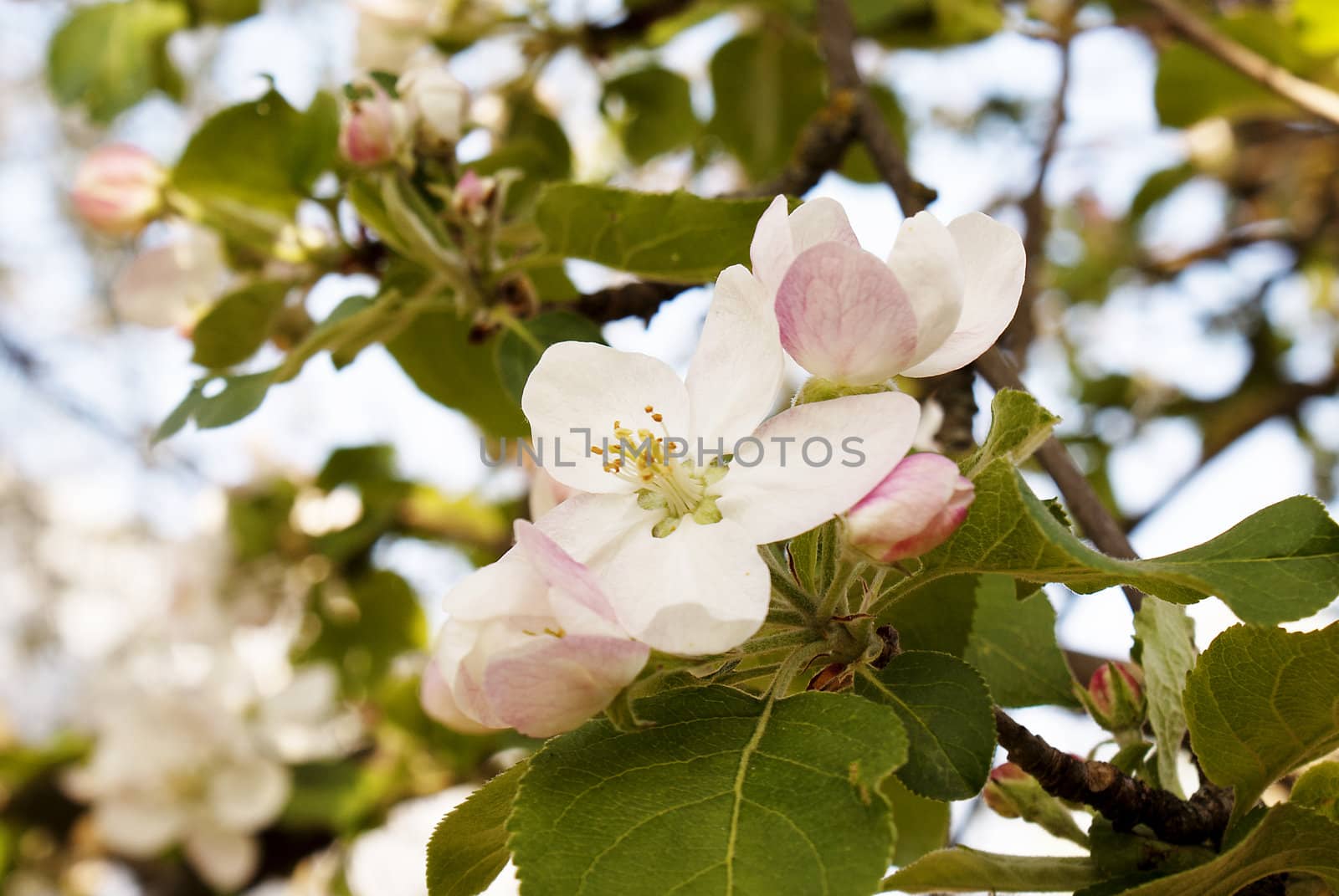 Spring flowers of an apple-tree.  A background the nature