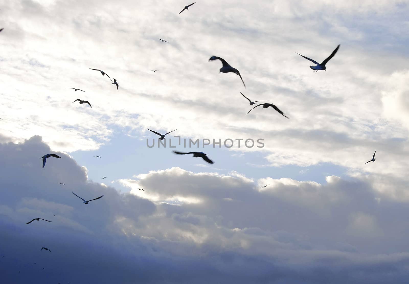 many flying seagulls 