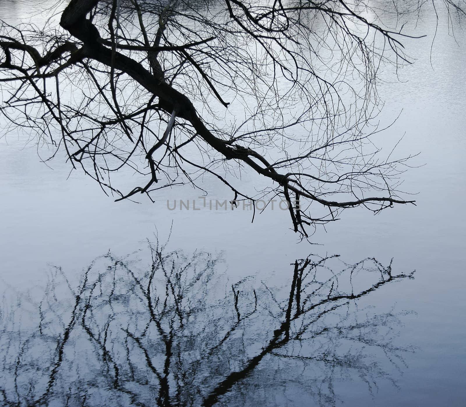 reflection in the water