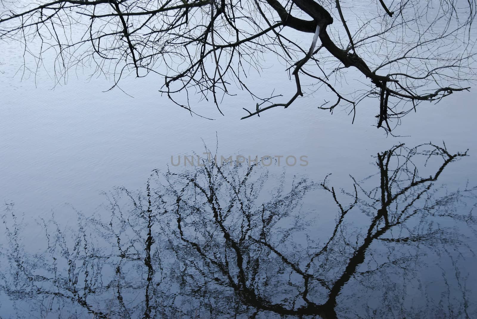 tree reflection in the water