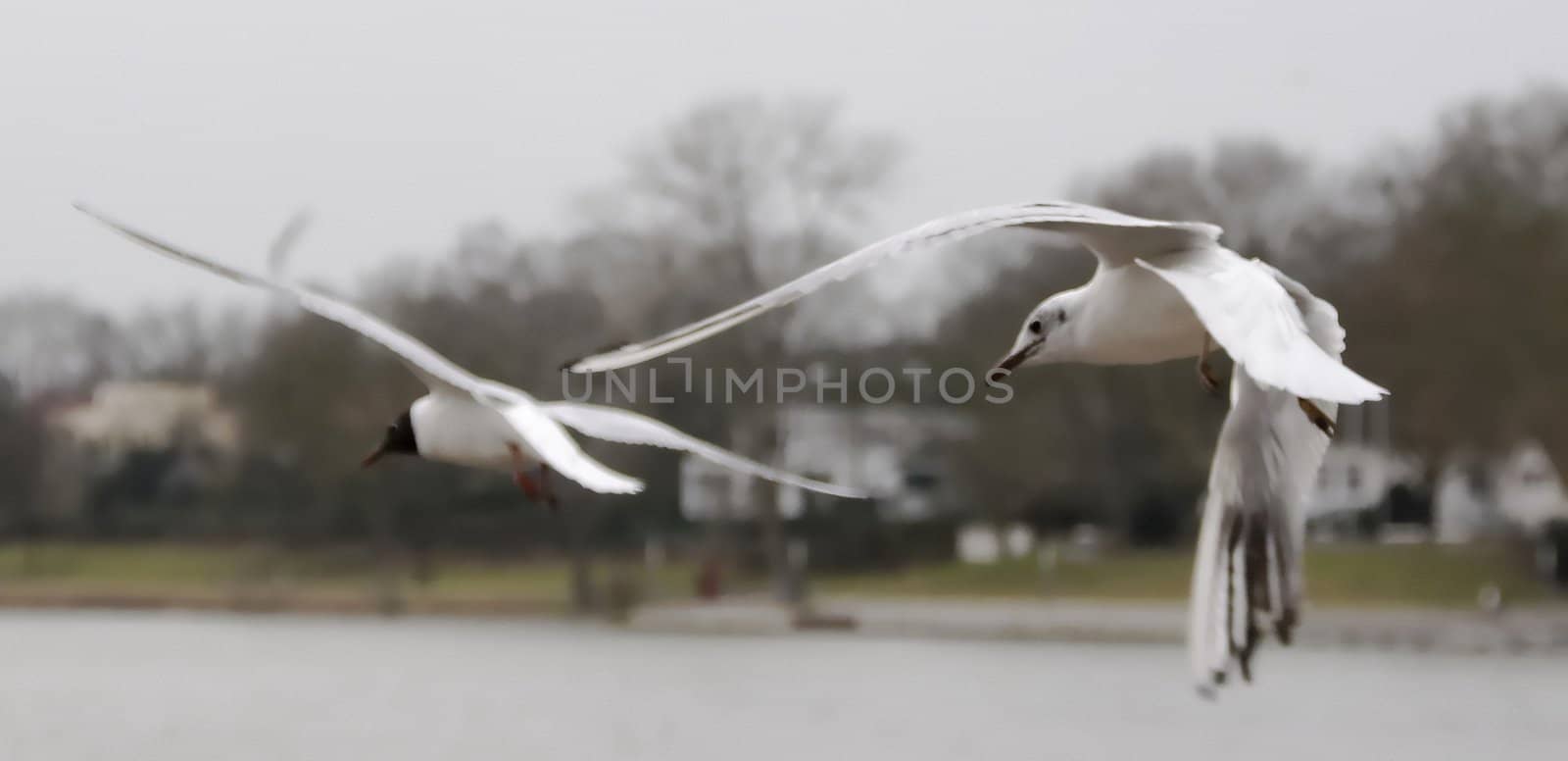 two moving gulls
