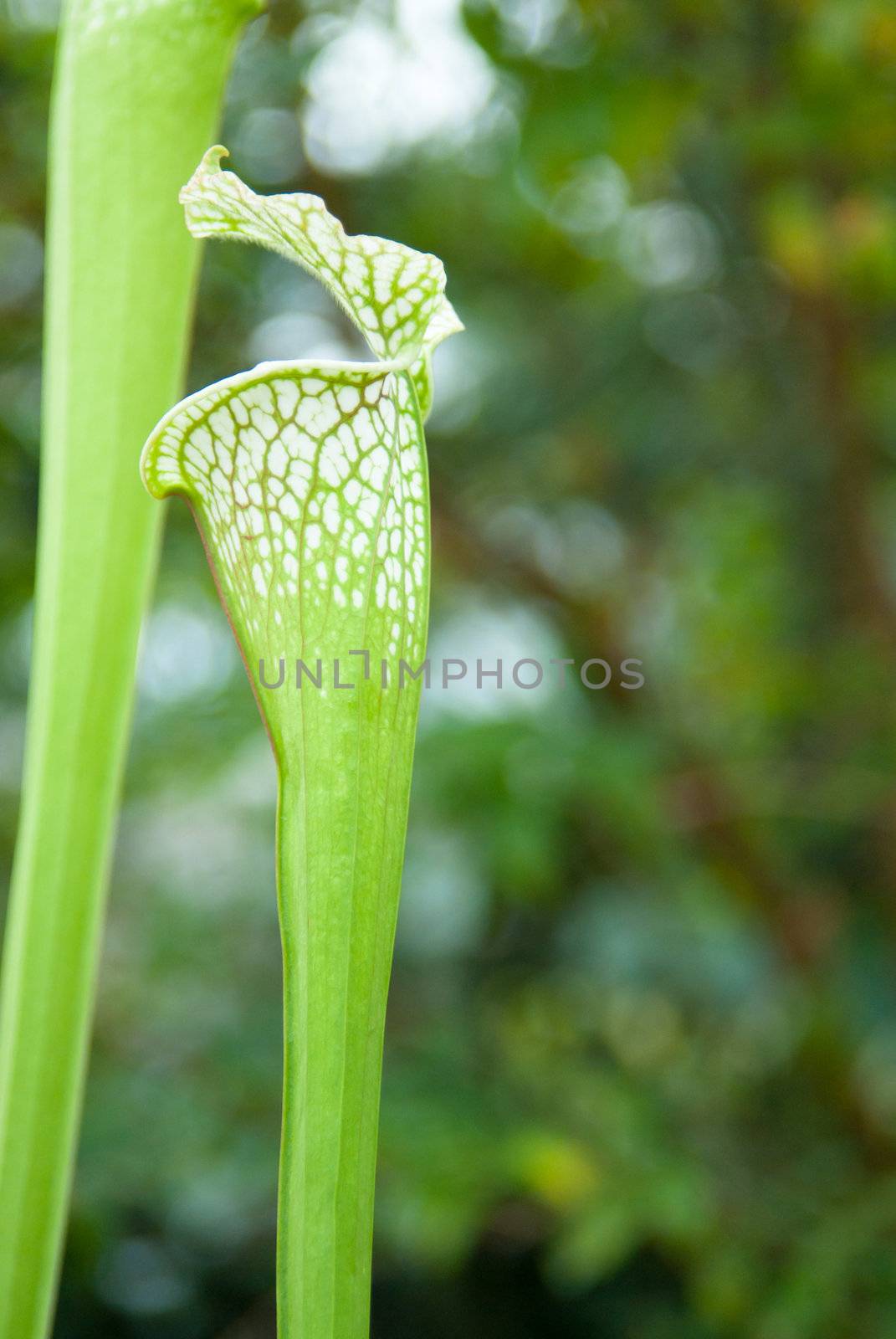 Jack in the Pulpit plant