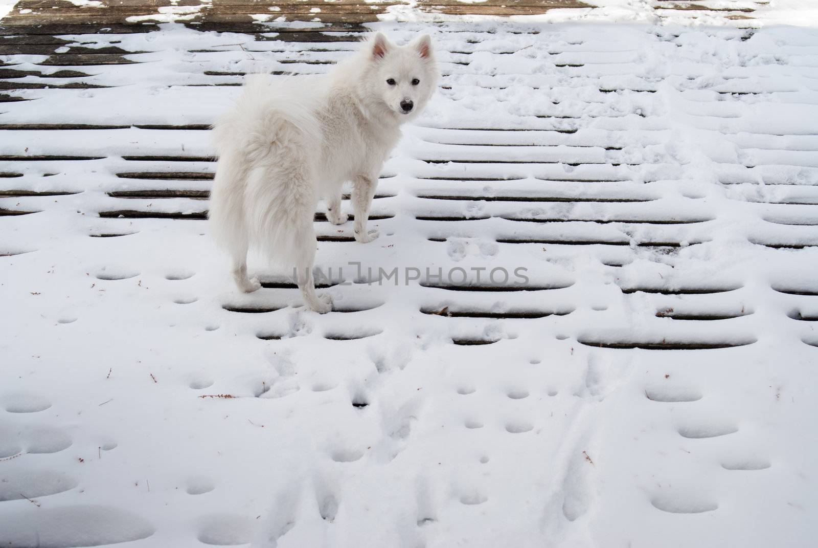 An American Eskimo puppy stands in the snow on a wooden deck.