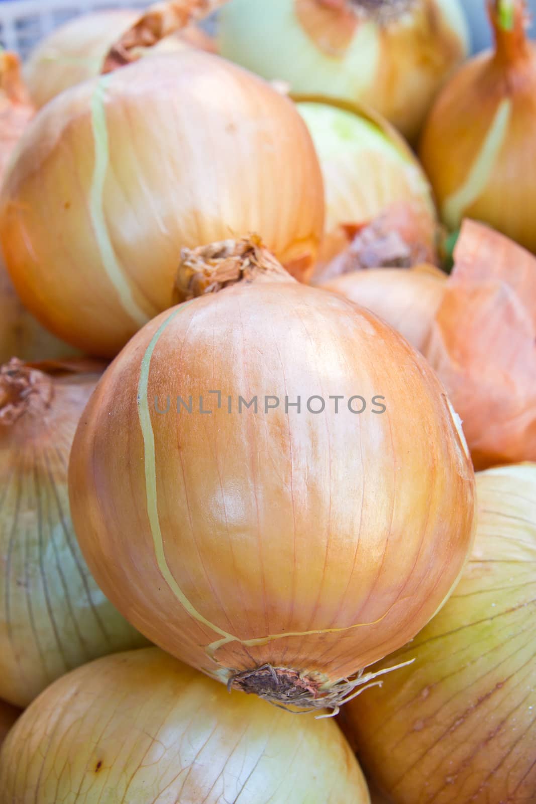 close up of onion in market by tungphoto
