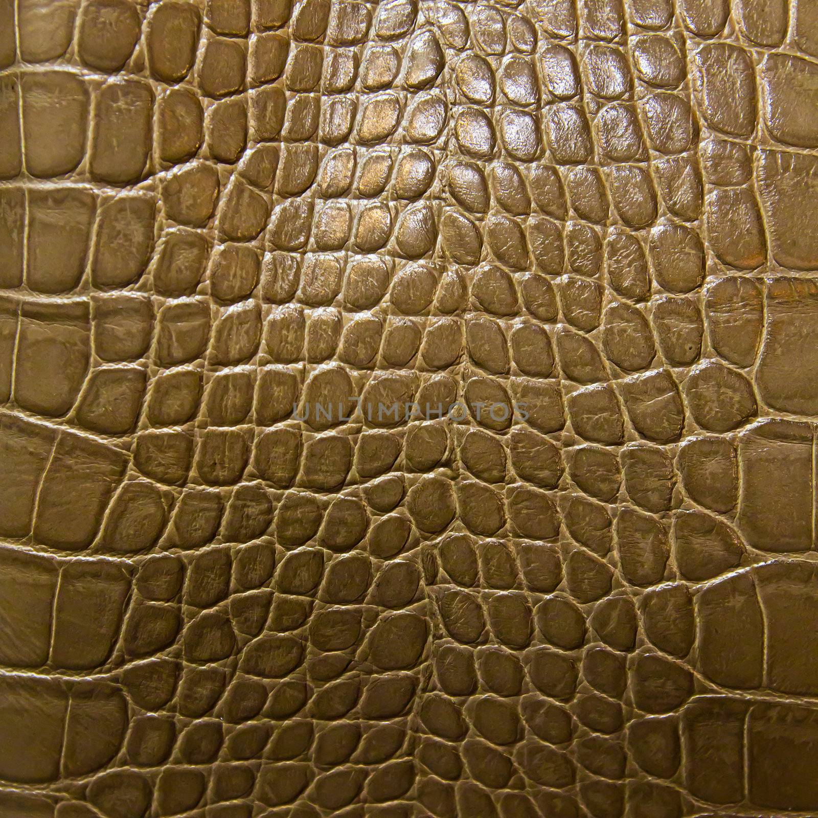 crocodile skin texture by tungphoto