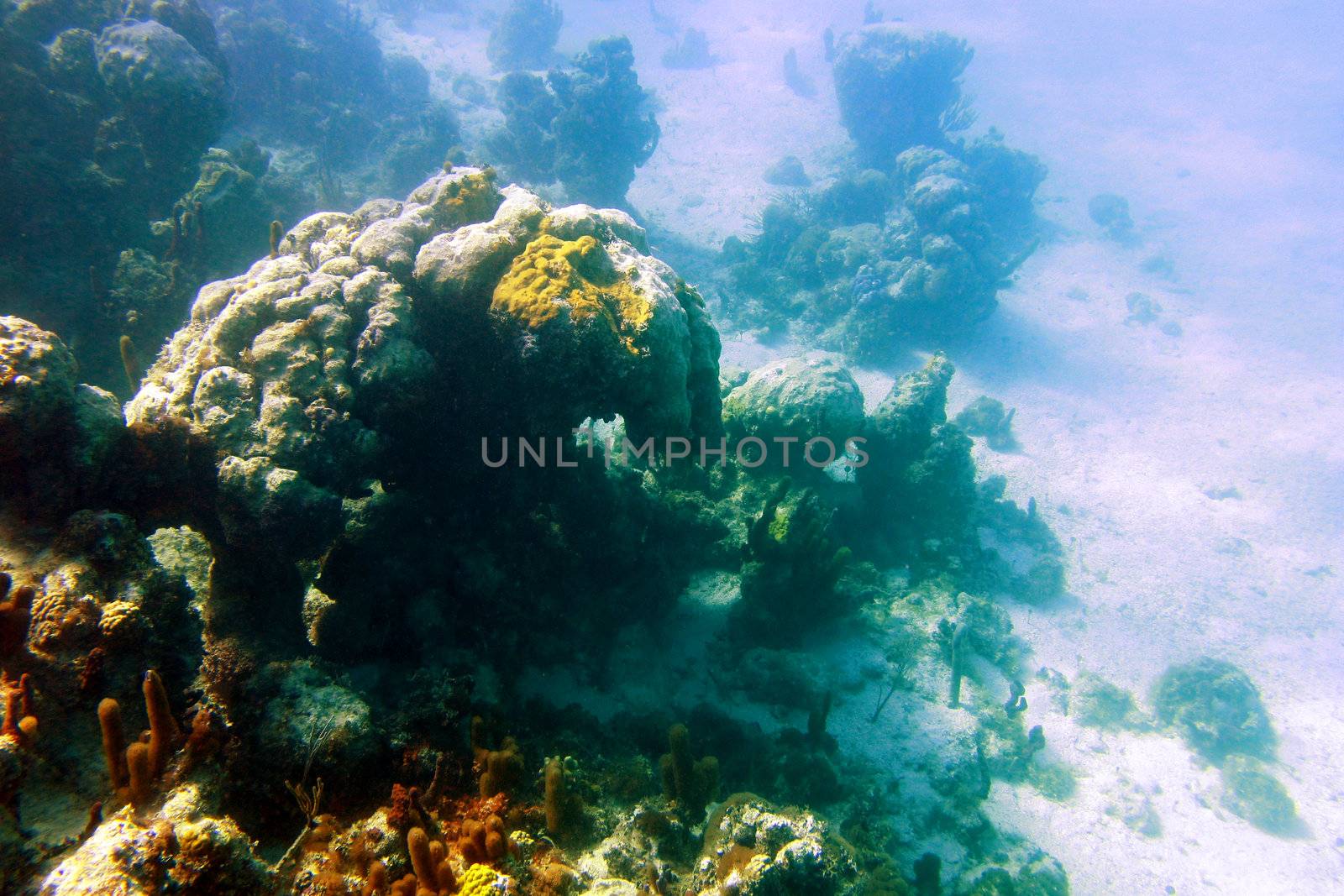 Image of a colorful underwater scene with rocks and coral.                               