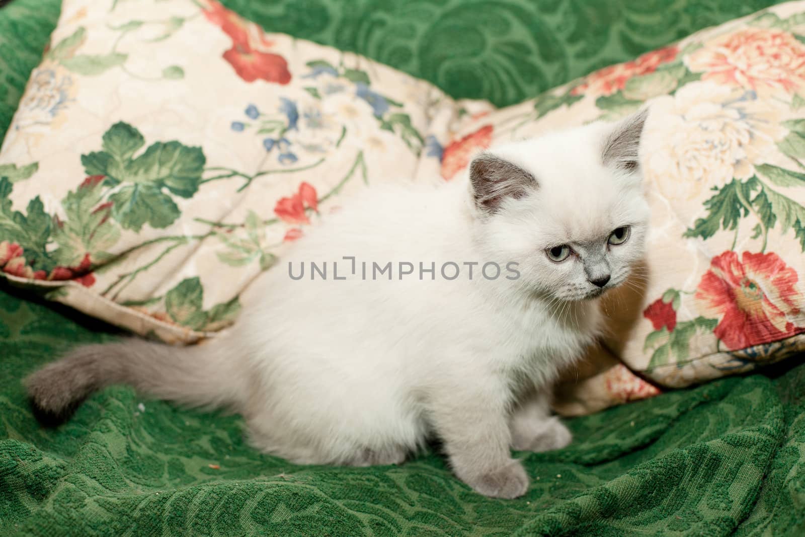 White kitten sitting on an arm-chair
