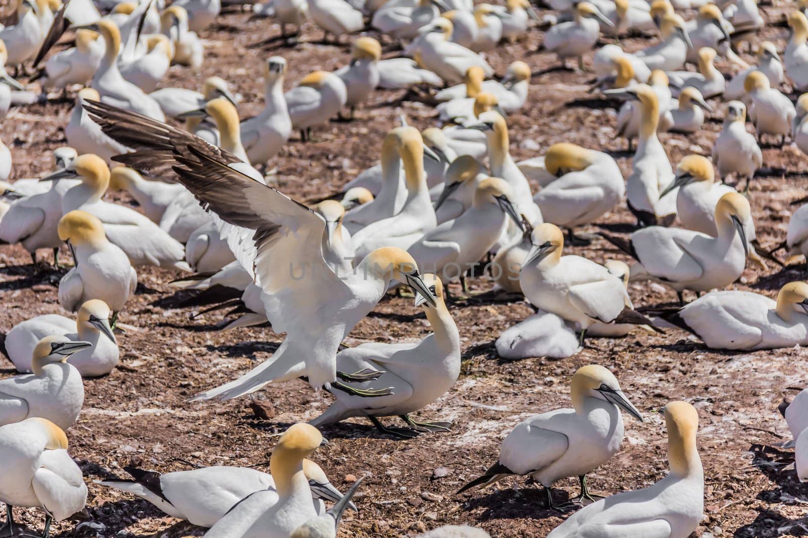 Northern Gannet Colony by petkolophoto