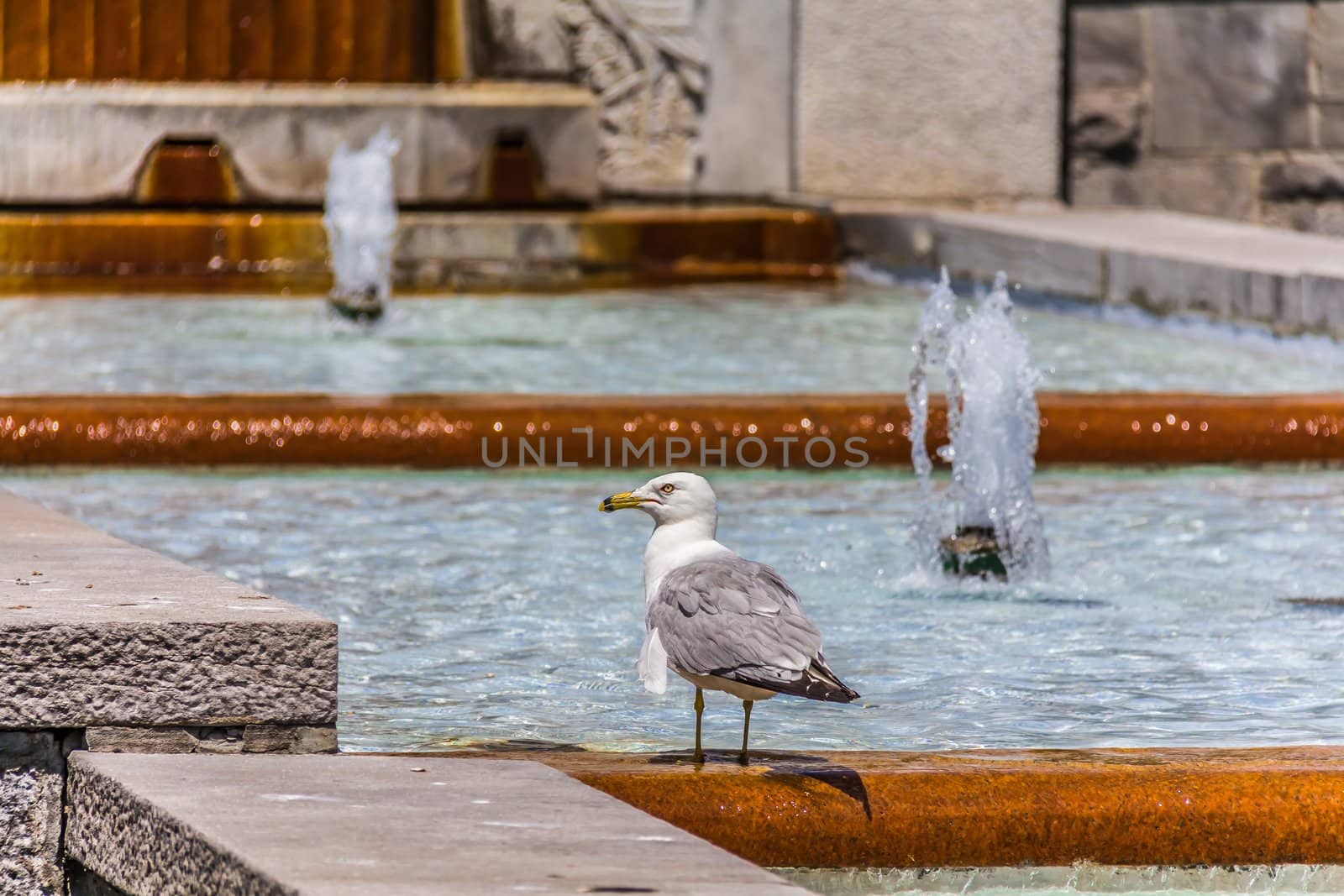 Gull sitting on a fountain by petkolophoto