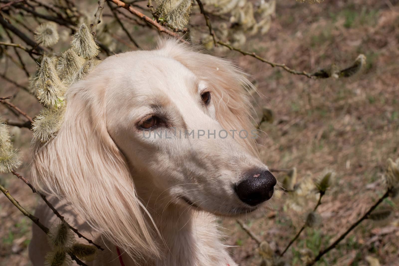 Portrait of white saluiki in willow flowers
