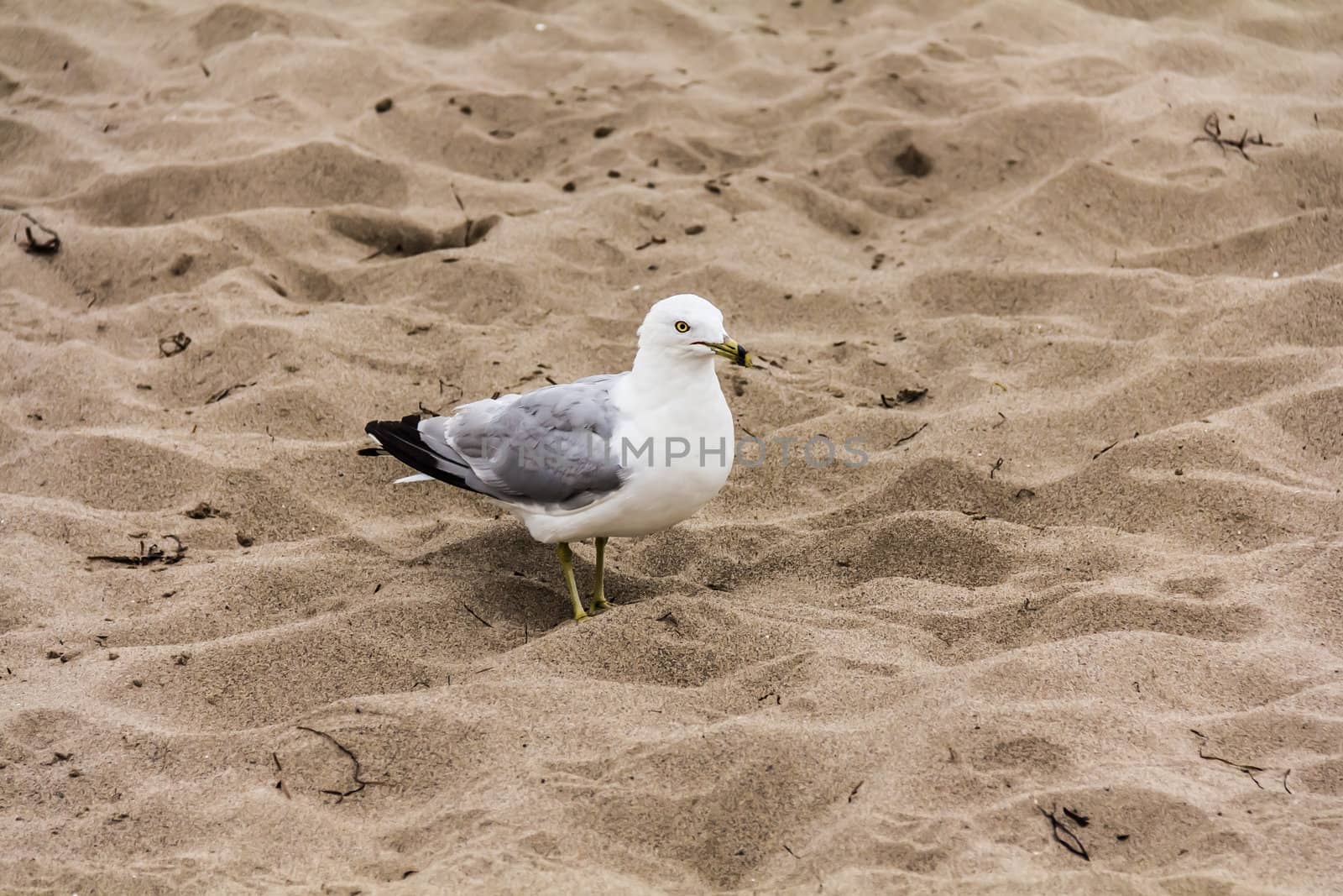 A gull on the sand by petkolophoto