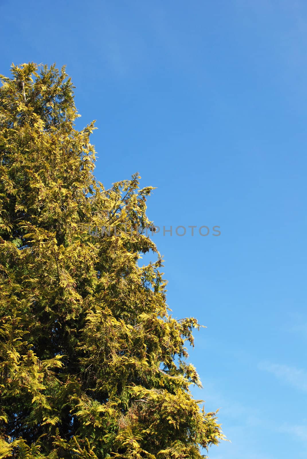 A tall conifer tree (Lawson Cypress) against a blue sky - with copy space