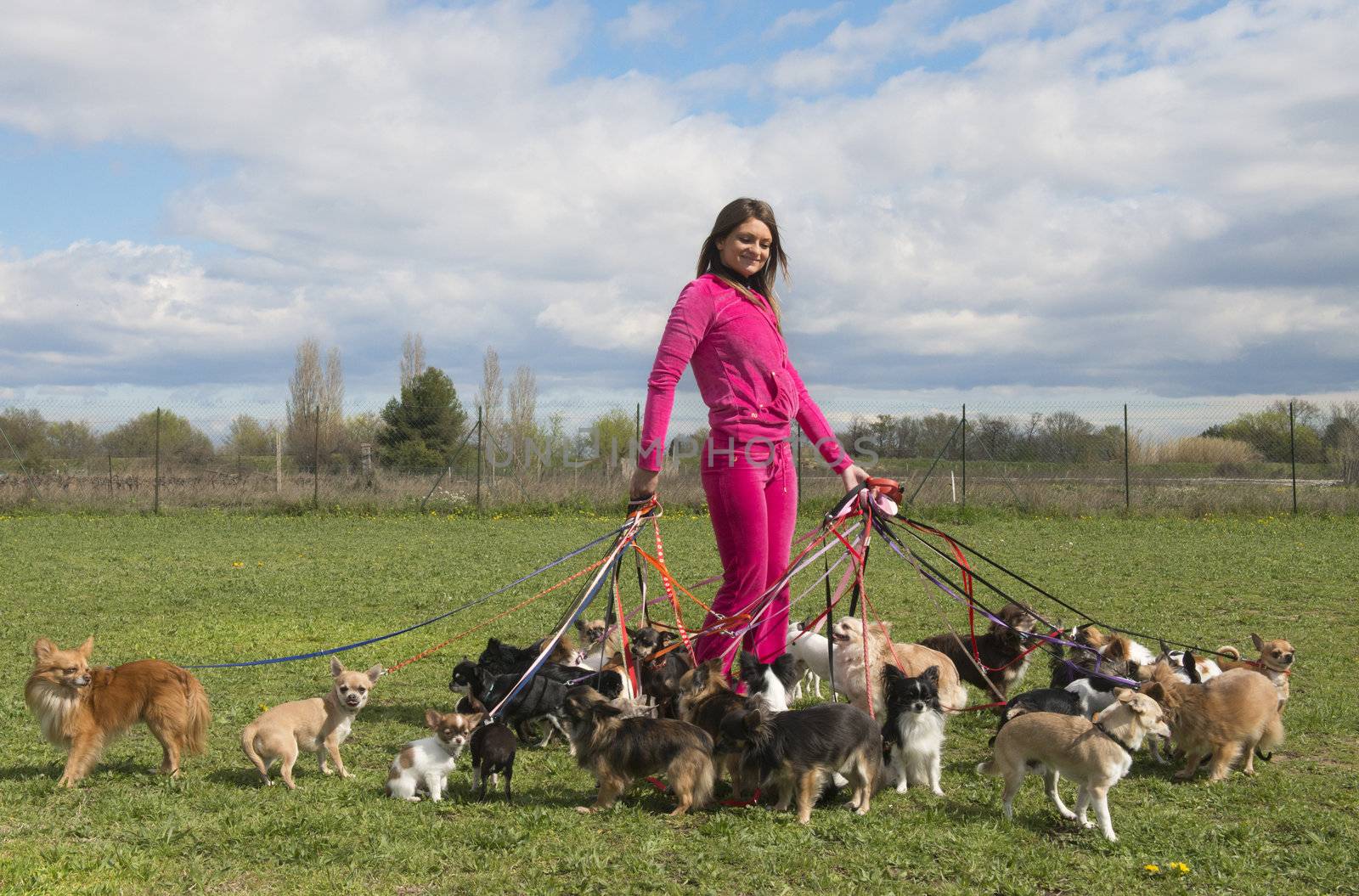 portrait of a woman and a large group of chihuahuas 