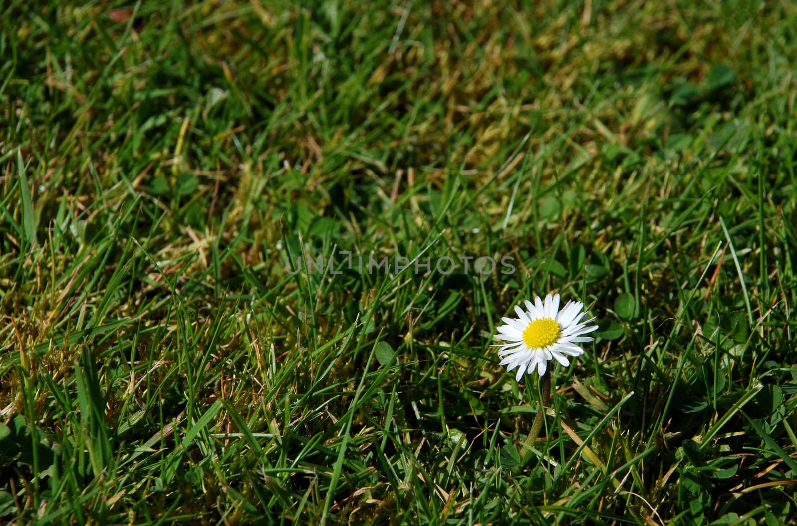Single daisy among the green grass - with copy space