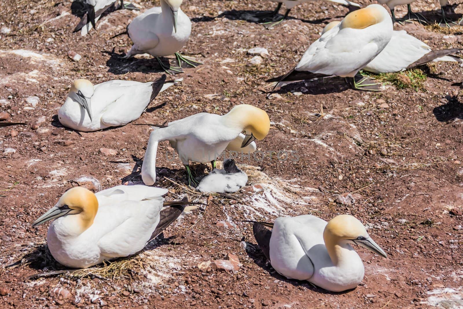 Northern Gannet Colony by petkolophoto