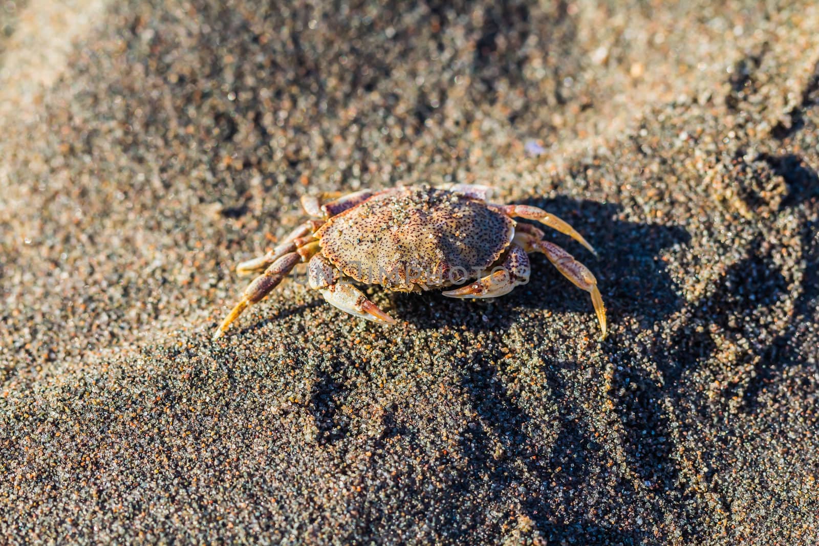 Crab on sand on a beach, beside a sea
