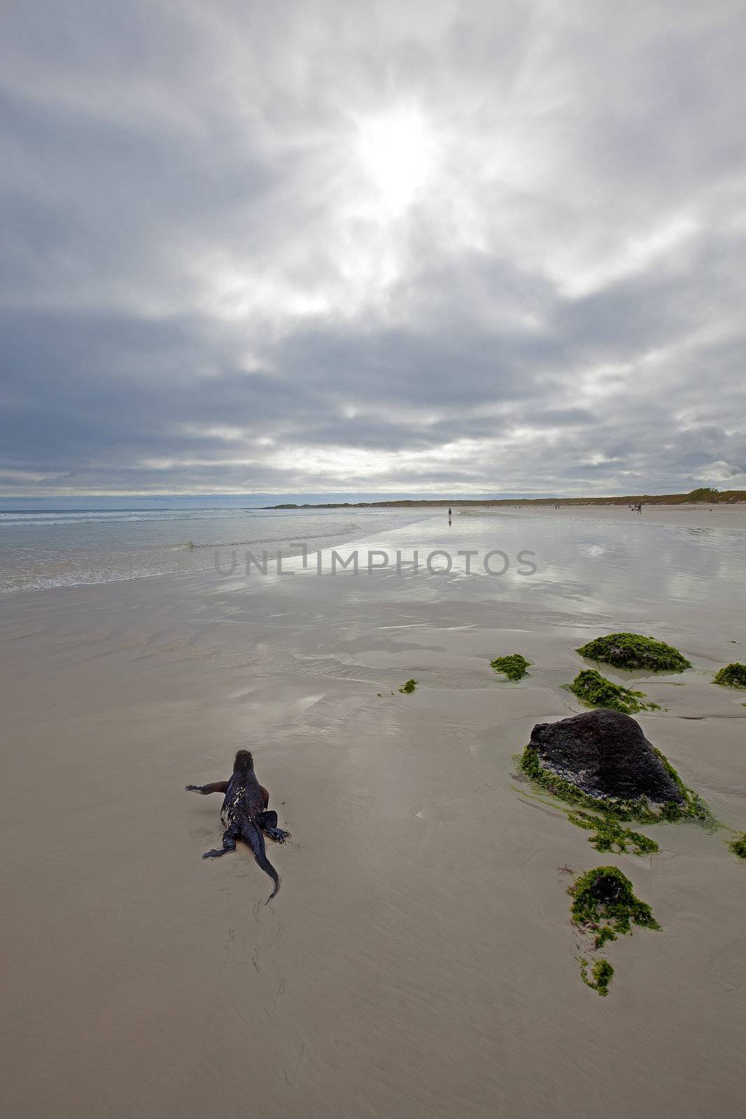 A marine iguana walking on the beach on Galapagos