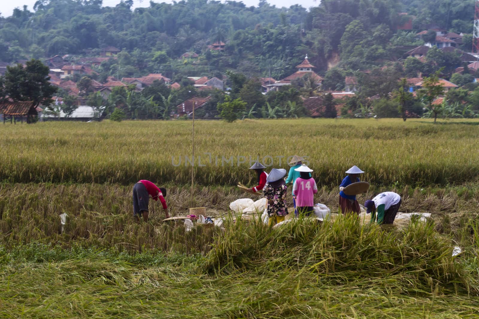 workers work together to harvest paddy in Bandung, West Jawa