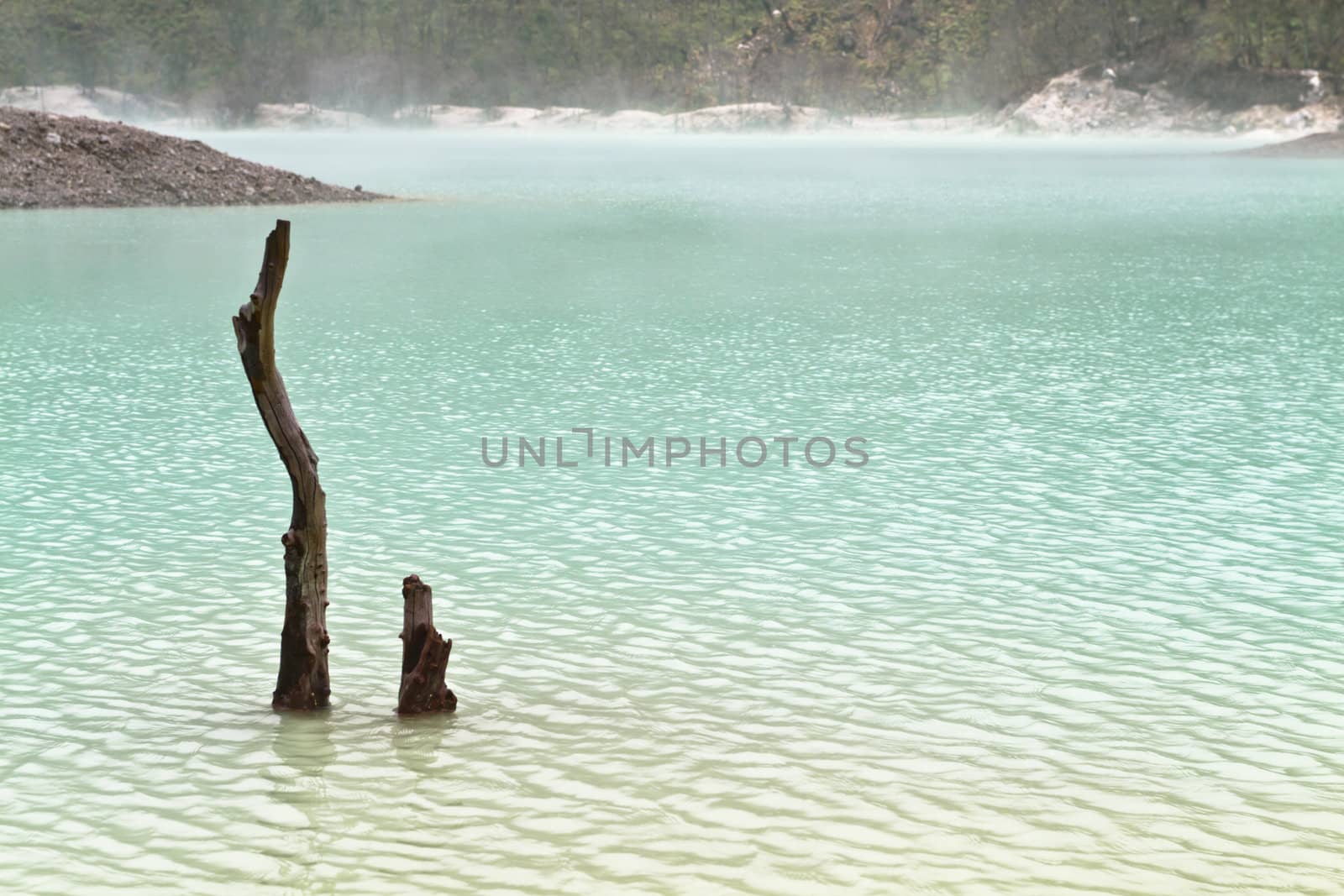 the remmnat of dead tree in the sulphuric water of volcanic crater lake of Kawah Putih, Bandung Indonesia