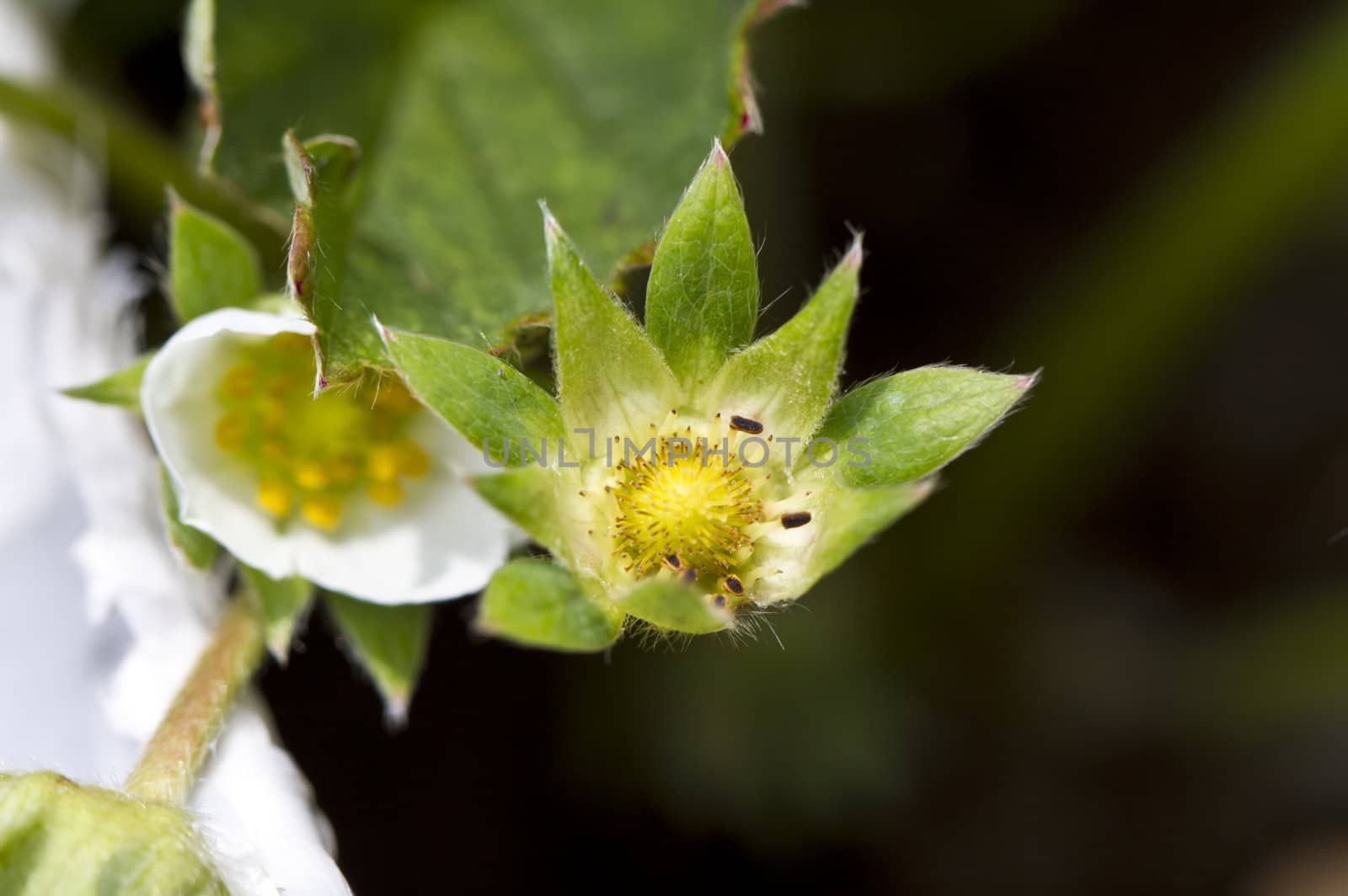 close up view of a strawberry flower in the farm