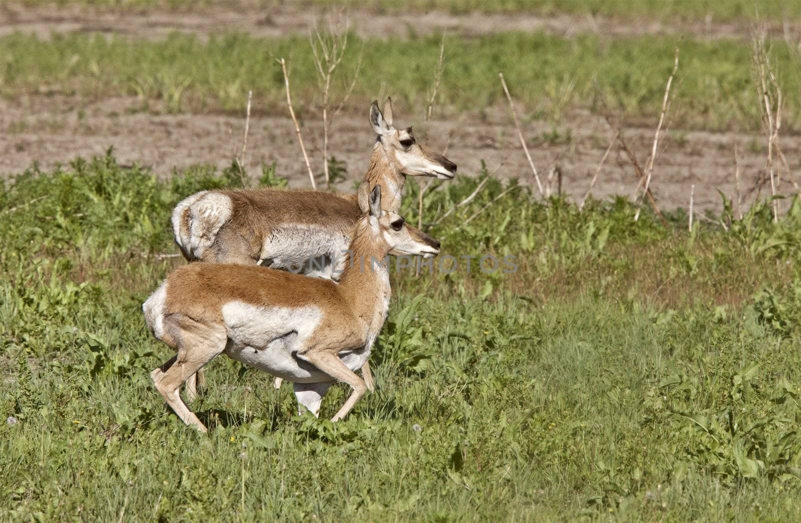 Pronghorn Antelope With Young Babies Saskatchewan Canada