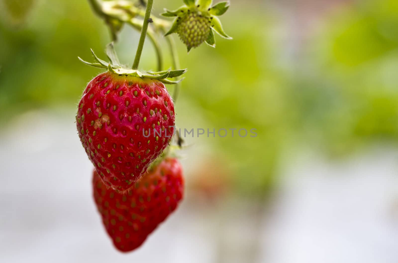 ripe strawberries close up in the farm with bokeh green background