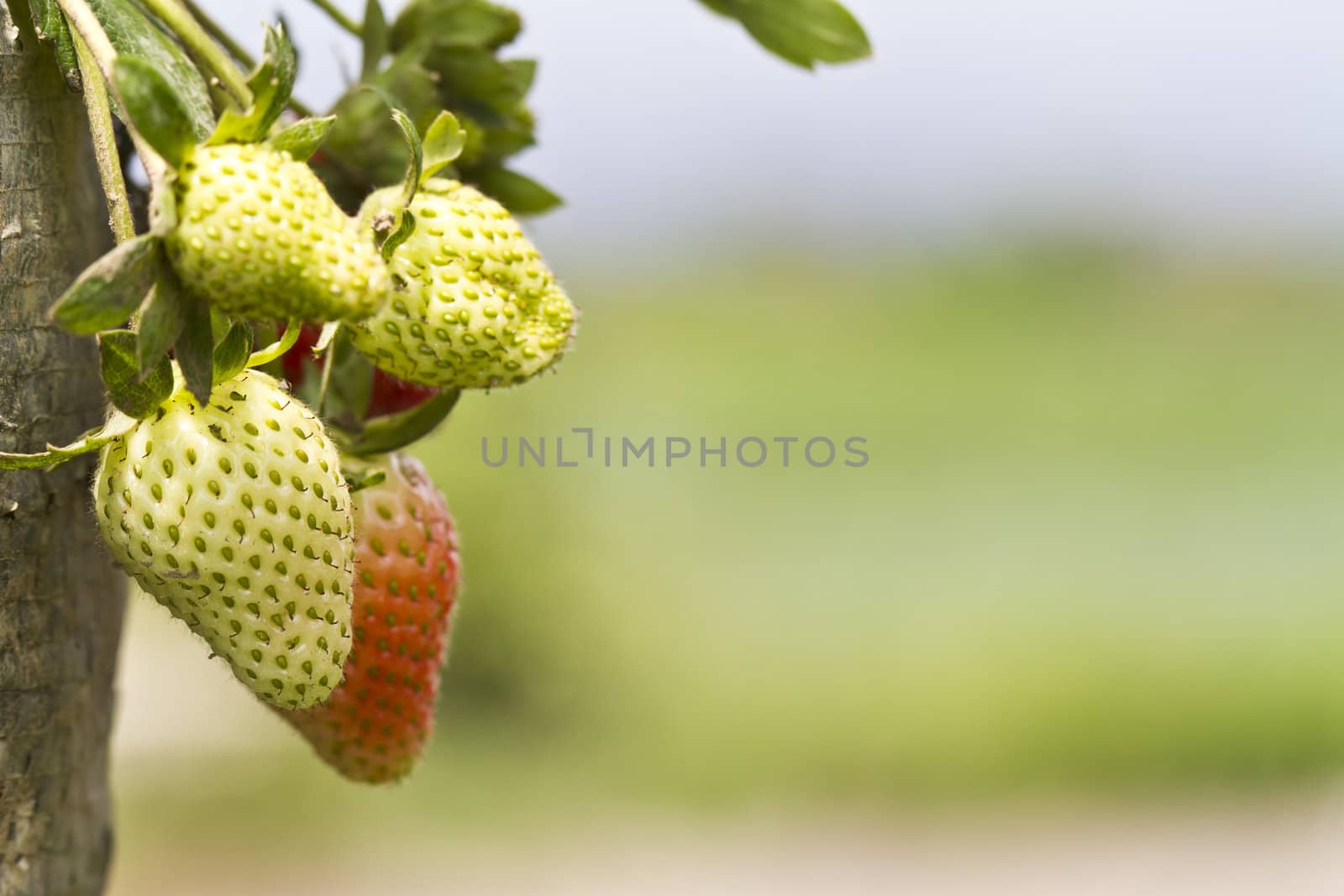 young strawberries close up in the farm with bokeh background