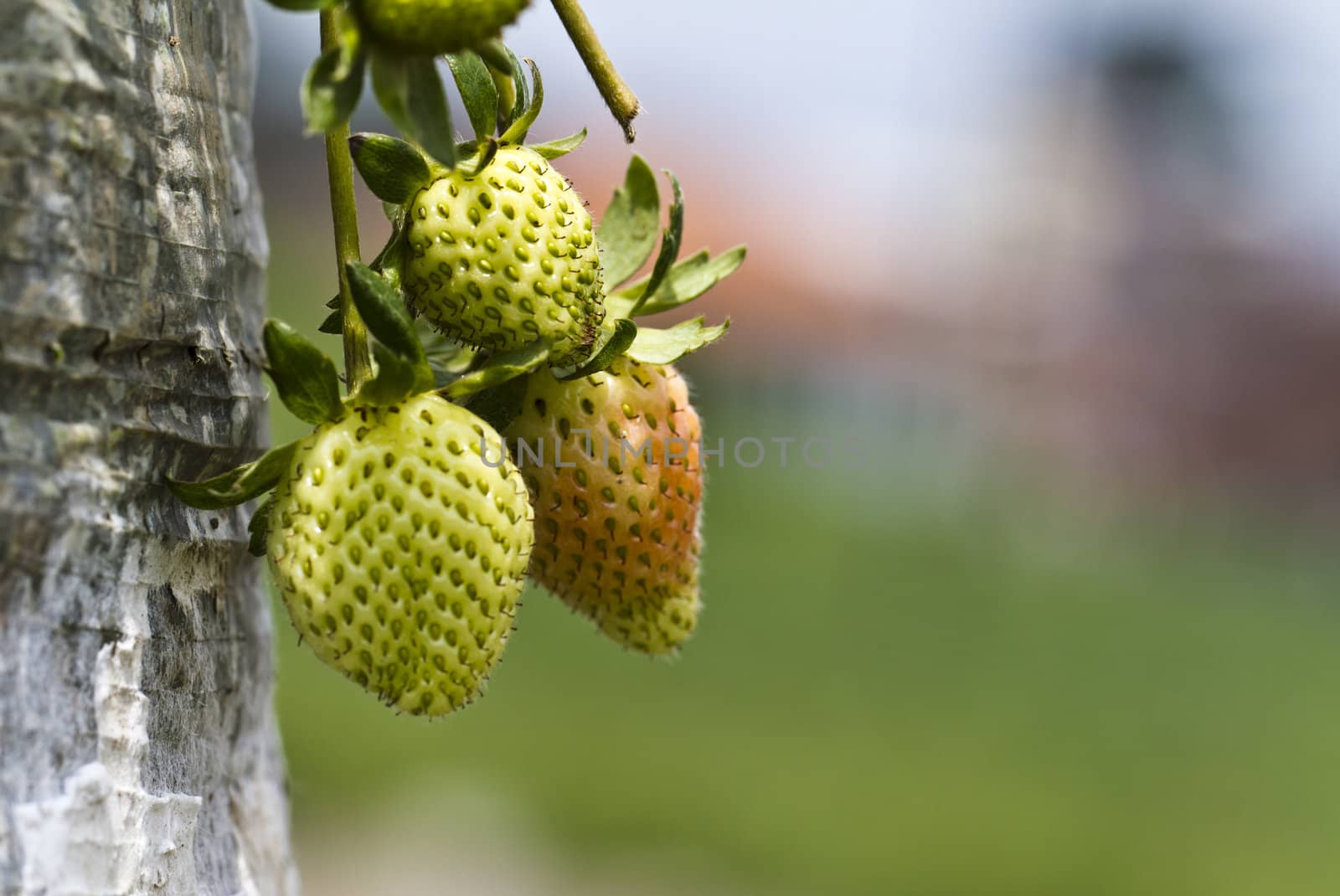 young strawberries close up in the farm with bokeh background