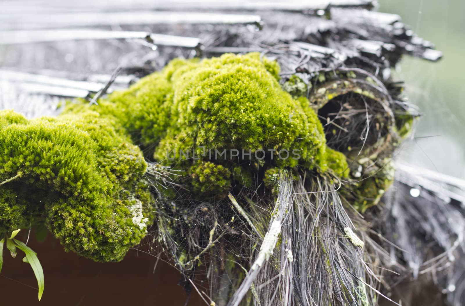 close up view of the green moss grew on straw roofing material of a traditional hut