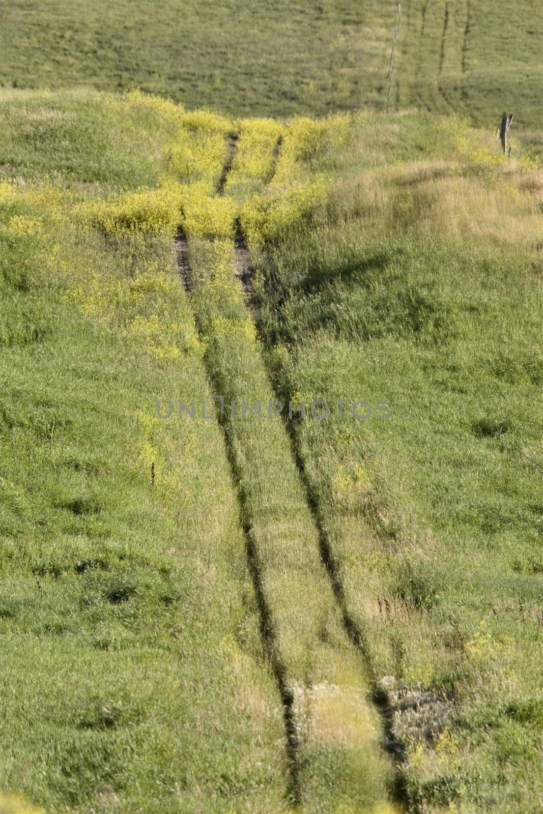 OldTrail in Prairie by pictureguy